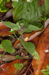 Hairy crabweed <BR>Clammyweed